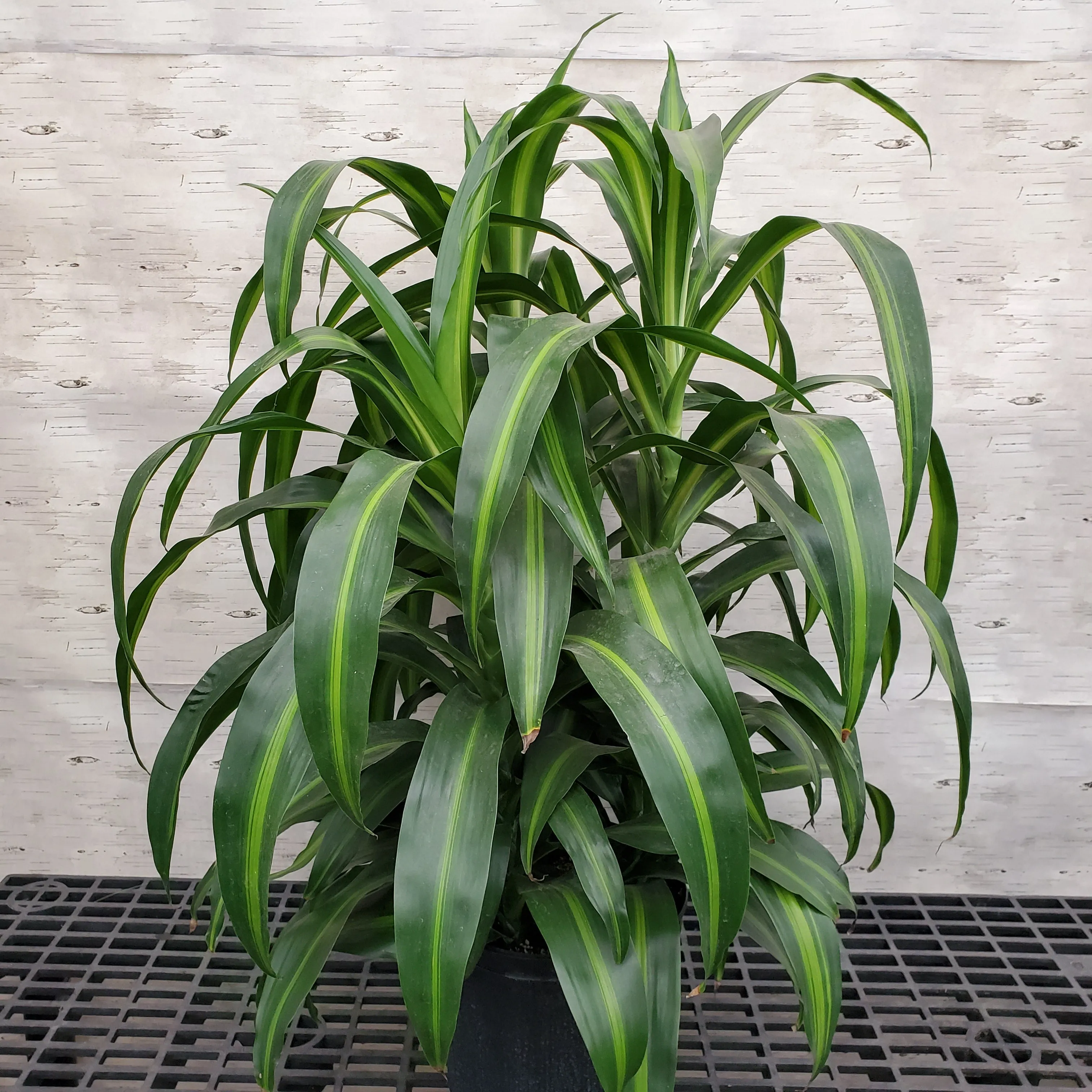 10" dracaena hawaiian sunshine