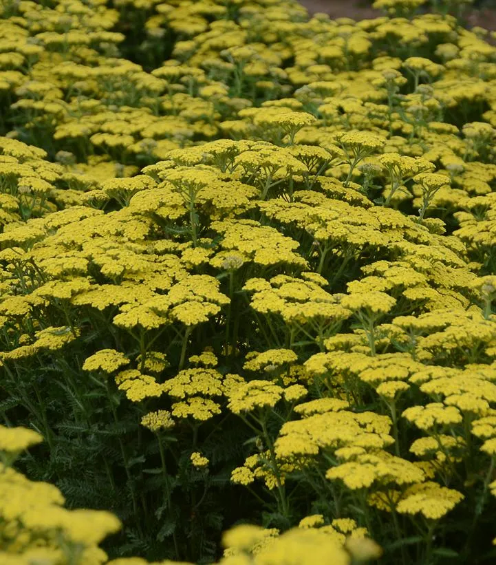 Firefly Sunshine Yarrow